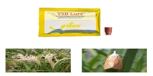 puja testing (vendor price)